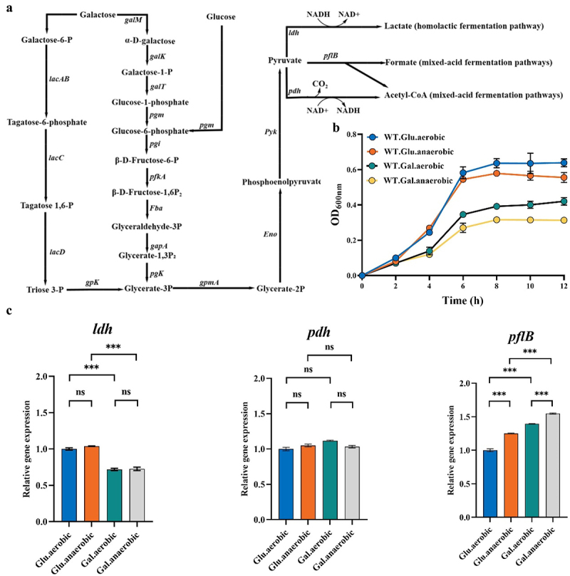 Pyruvate formate lyase regulates fermentation metabolism and virulence of <i>Streptococcus suis</i>.