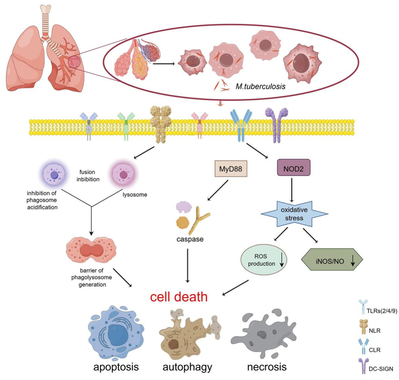 Characterization and anti-tuberculosis effects of γδ T cells expanded and activated by <i>Mycobacterium tuberculosis</i> heat-resistant antigen.