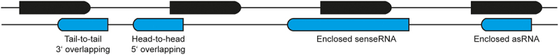 The hidden power of antisense long non-coding RNAs: a dive into a novel regulatory layer mediated by double-stranded RNA formation.
