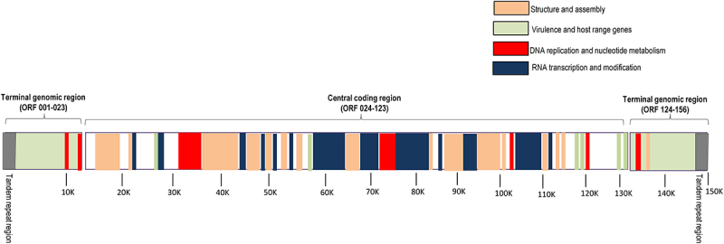 Pathogenicity and virulence of lumpy skin disease virus: A comprehensive update.