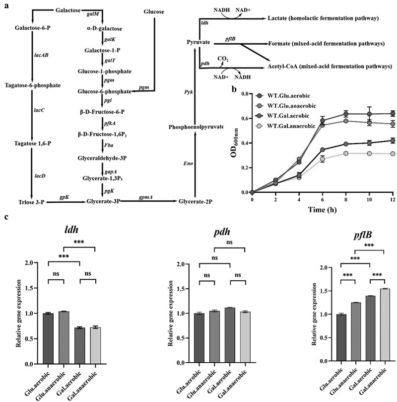 Pyruvate formate lyase regulates fermentation metabolism and virulence of <i>Streptococcus suis</i>.