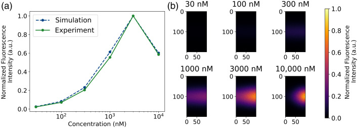 Toward fluorescence digital twins: multi-parameter experimental validation of fluorescence Monte Carlo simulations using solid phantoms.