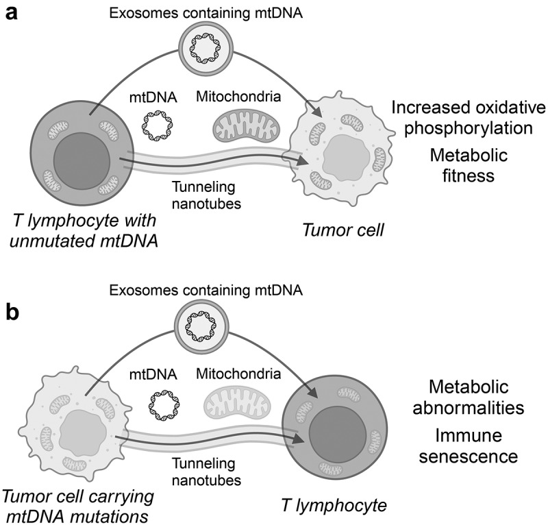 Mitochondrial DNA transfer between malignant cells and T lymphocytes shapes the cancer-immunity dialogue.