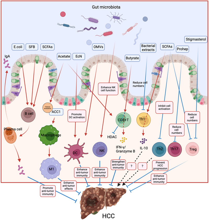 Gut microbiota in hepatocellular carcinoma immunotherapy: immune microenvironment remodeling and gut microbiota modification.