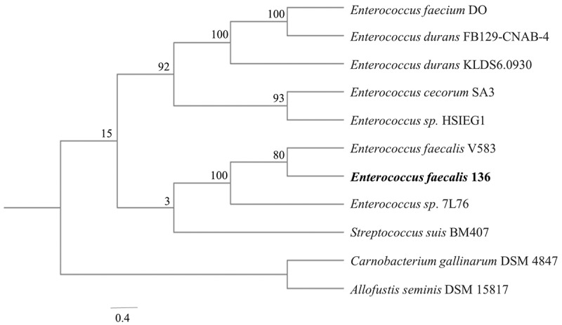 Mechanistic study of the immune defense function of the CRISPR1-Cas system in <i>Enterococcus faecalis</i>.
