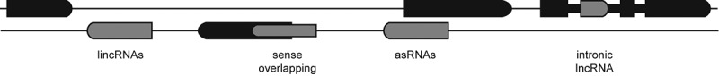 The hidden power of antisense long non-coding RNAs: a dive into a novel regulatory layer mediated by double-stranded RNA formation.