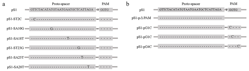 Mechanistic study of the immune defense function of the CRISPR1-Cas system in <i>Enterococcus faecalis</i>.