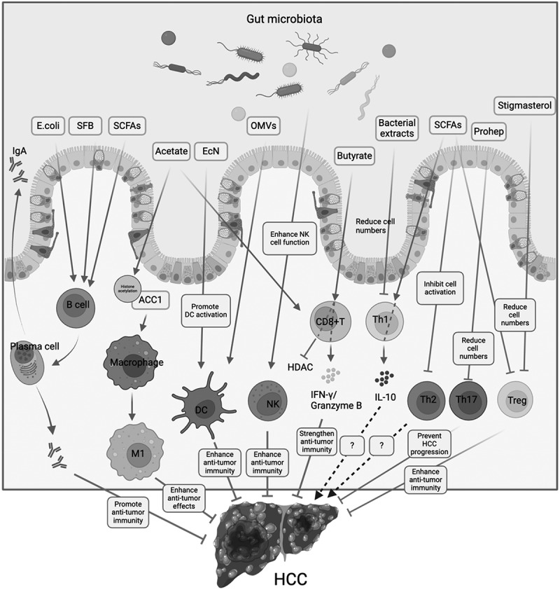 Gut microbiota in hepatocellular carcinoma immunotherapy: immune microenvironment remodeling and gut microbiota modification.