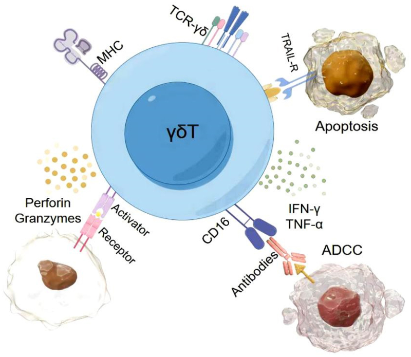 Characterization and anti-tuberculosis effects of γδ T cells expanded and activated by <i>Mycobacterium tuberculosis</i> heat-resistant antigen.