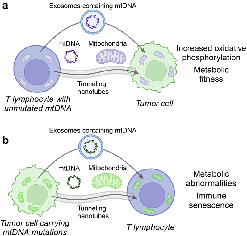 Mitochondrial DNA transfer between malignant cells and T lymphocytes shapes the cancer-immunity dialogue.
