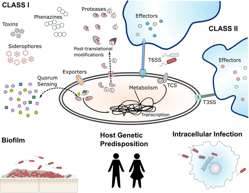Pathogenicity and virulence of <i>Pseudomonas aeruginosa</i>: Recent advances and under-investigated topics.