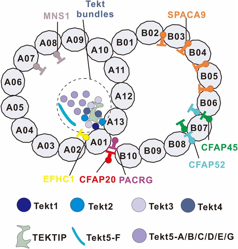 Brief biology and pathophysiology of Tekt bundles.