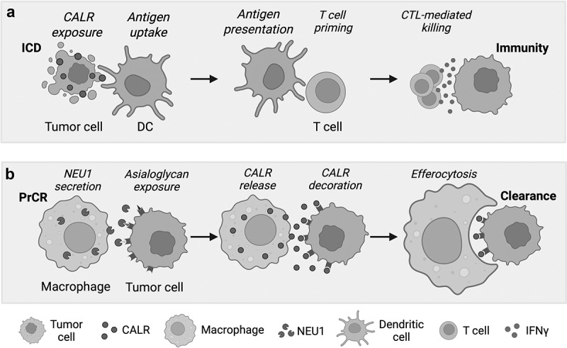 How macrophages use extracellular calreticulin to chase their prey.