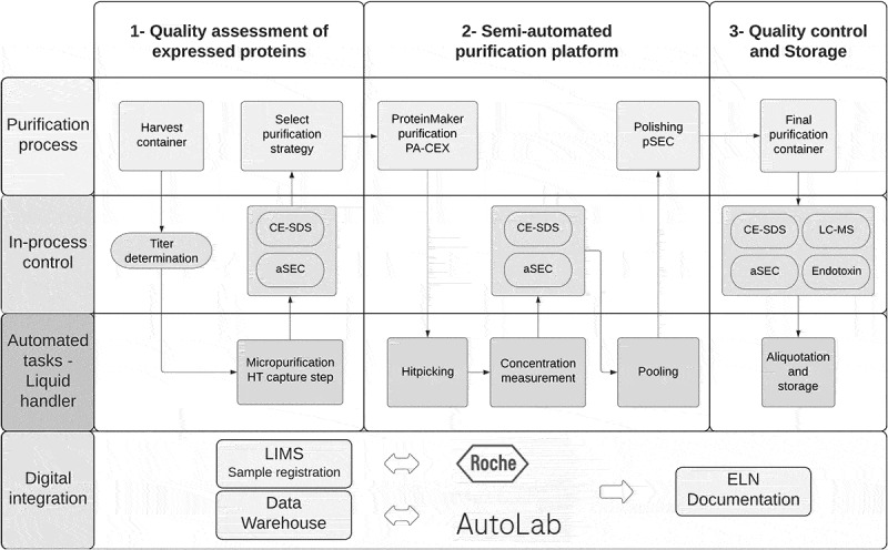 Optimizing asymmetric antibody purification: a semi-automated process and its digital integration.