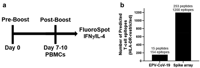T-cell responses to highly conserved SARS-CoV-2 epitopes in Hispanic Americans receiving an mRNA COVID-19 vaccine.
