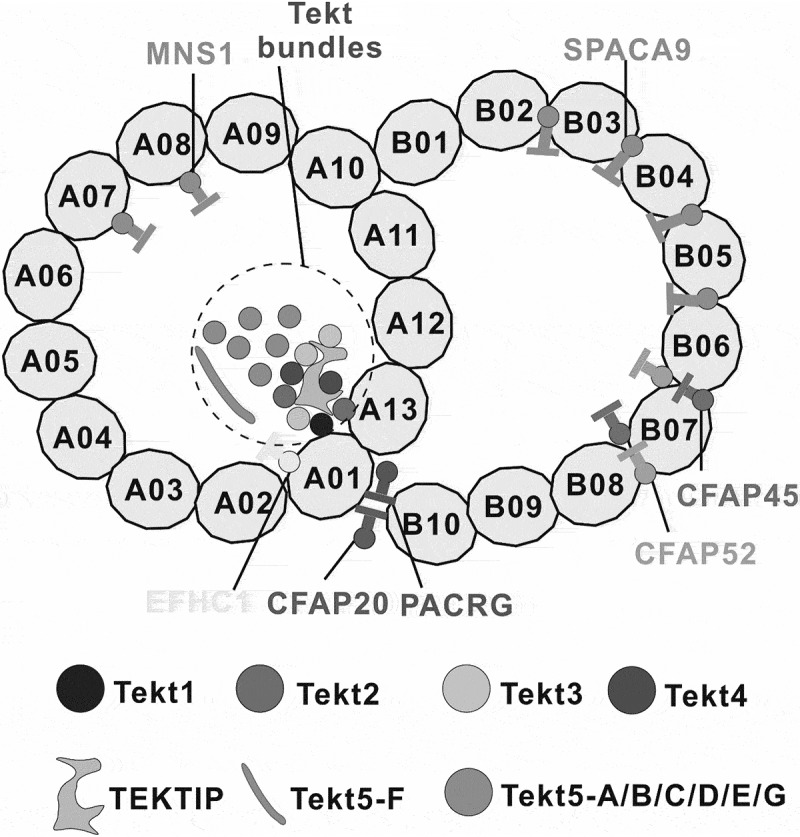 Brief biology and pathophysiology of Tekt bundles.