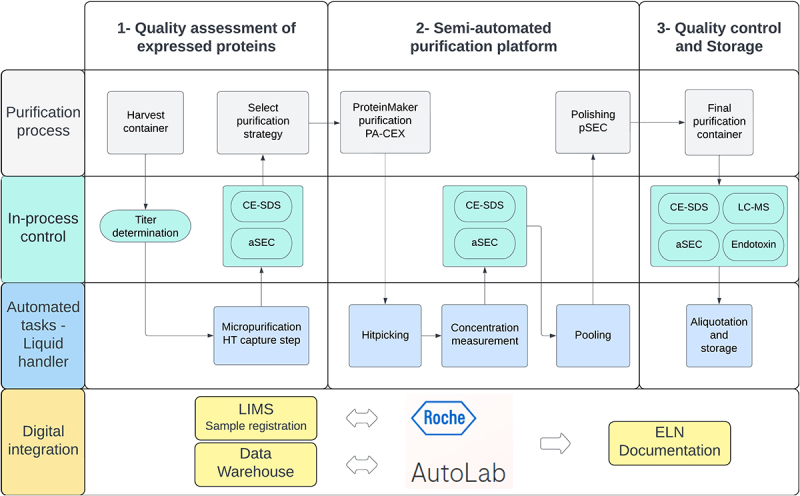 Optimizing asymmetric antibody purification: a semi-automated process and its digital integration.