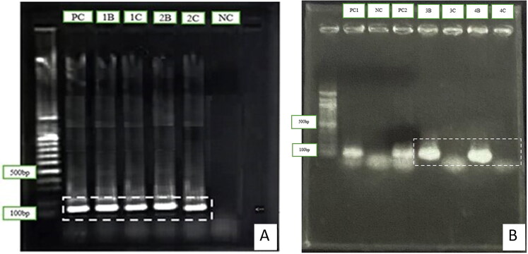 PCR testing of conjunctival swabs to detect feline leukaemia virus in domestic cats in Thailand.