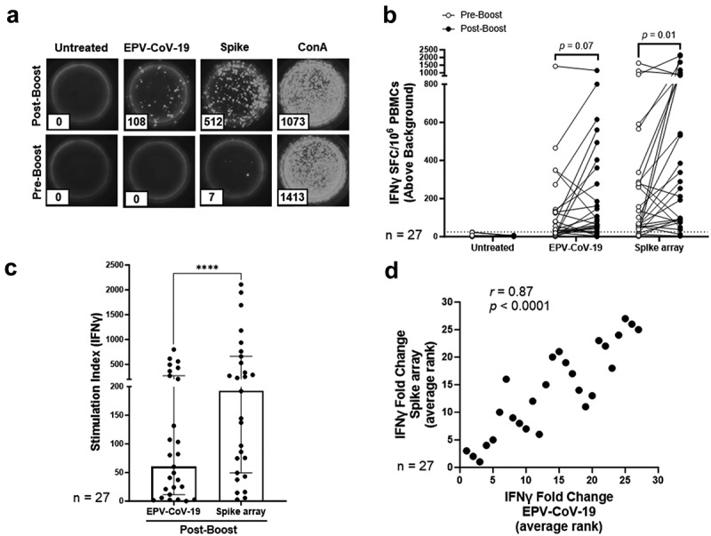 T-cell responses to highly conserved SARS-CoV-2 epitopes in Hispanic Americans receiving an mRNA COVID-19 vaccine.