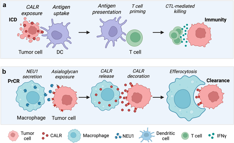 How macrophages use extracellular calreticulin to chase their prey.