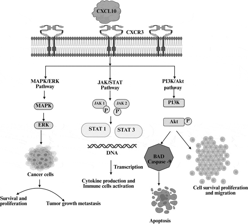 Dual role of CXCL10 in cancer progression: implications for immunotherapy and targeted treatment‎.