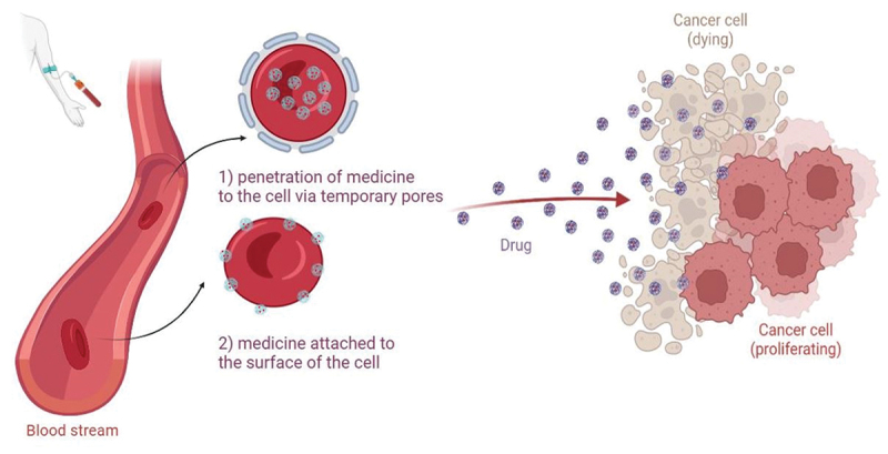 Natural carrier systems in cancer vaccines and immunotherapy.