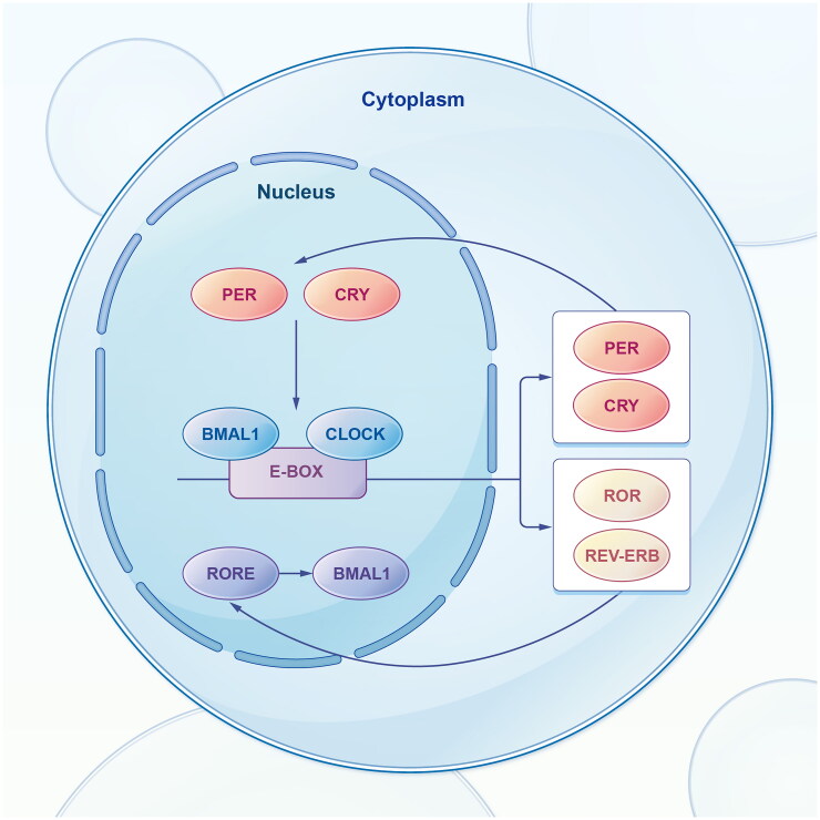 Circadian rhythm in gastrointestinal cancer: clinical applications and future perspectives.