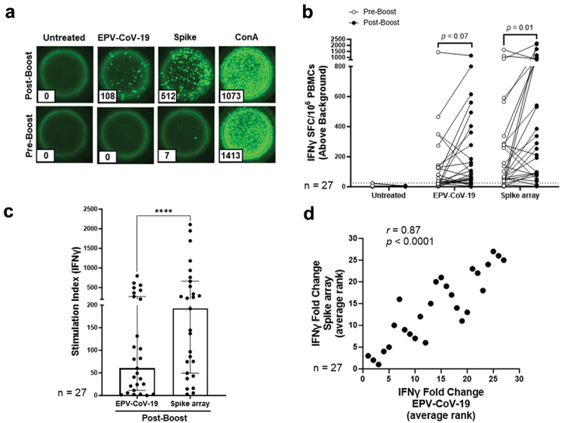 T-cell responses to highly conserved SARS-CoV-2 epitopes in Hispanic Americans receiving an mRNA COVID-19 vaccine.