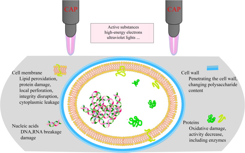 Effect of cold atmospheric plasma on common oral pathogenic microorganisms: a narrative review.