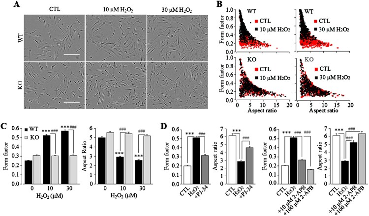 The PKC/NOX/ROS and PYK2/MEK/ERK/PARP signalling pathways drive TRPM2 channel activation induced by non-cytolytic oxidative stress in microglial cells.