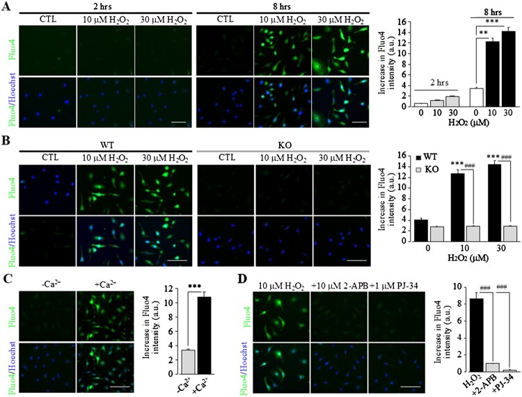 The PKC/NOX/ROS and PYK2/MEK/ERK/PARP signalling pathways drive TRPM2 channel activation induced by non-cytolytic oxidative stress in microglial cells.