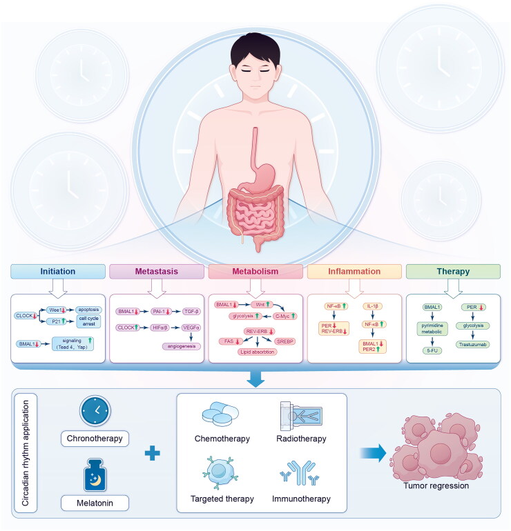 Circadian rhythm in gastrointestinal cancer: clinical applications and future perspectives.