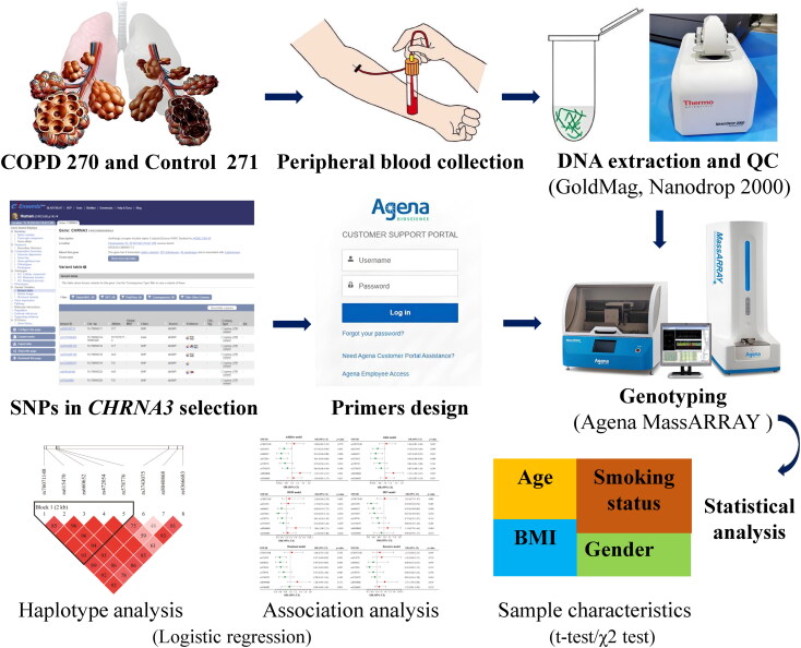 Investigating the role of eight SNPs in <i>CHRNA3</i> for COPD susceptibility in the Chinese elderly population.
