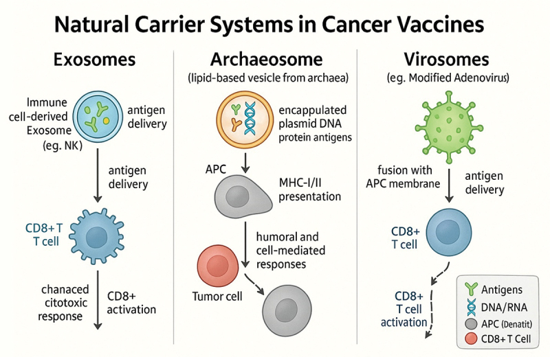 Natural carrier systems in cancer vaccines and immunotherapy.