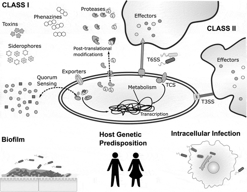 Pathogenicity and virulence of <i>Pseudomonas aeruginosa</i>: Recent advances and under-investigated topics.