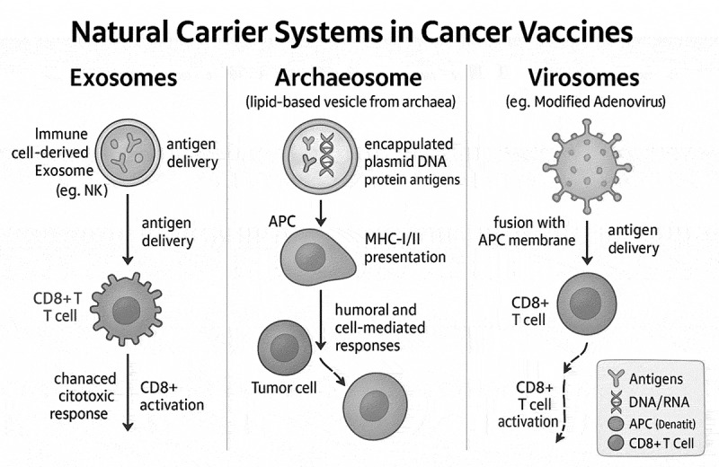 Natural carrier systems in cancer vaccines and immunotherapy.