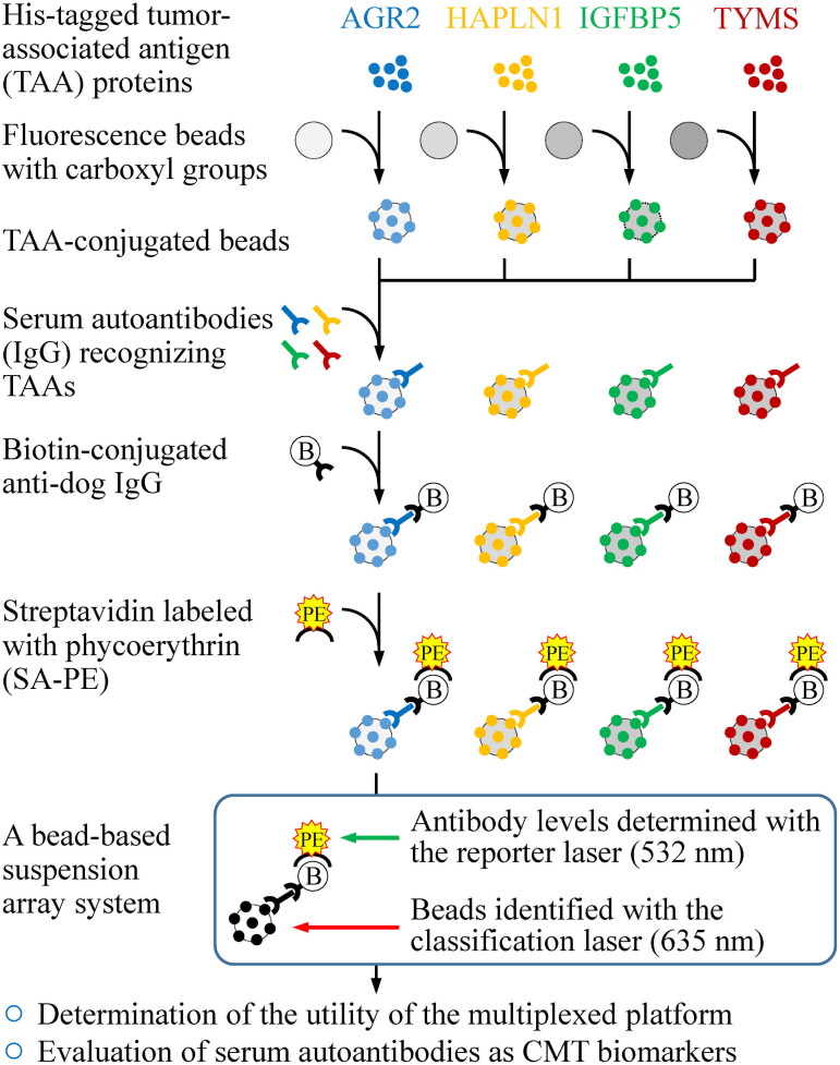 Multiplexed immunoassay for a serum autoantibody biomarker panel in diagnostic and prognostic prediction of canine mammary tumors.