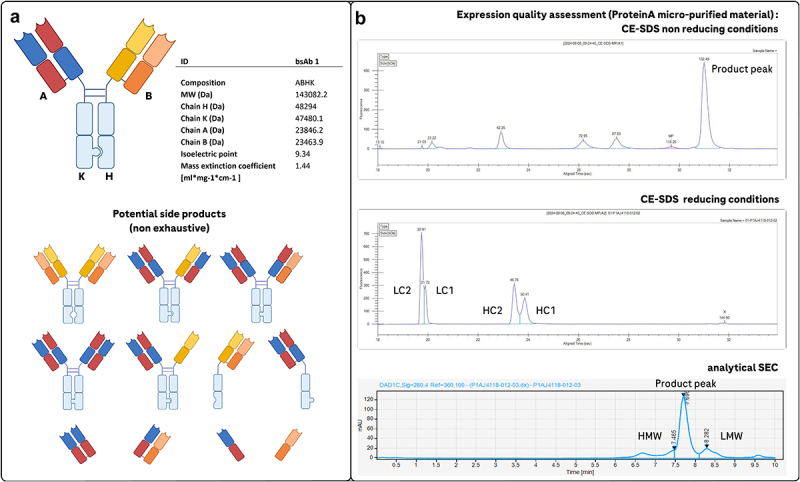 Optimizing asymmetric antibody purification: a semi-automated process and its digital integration.