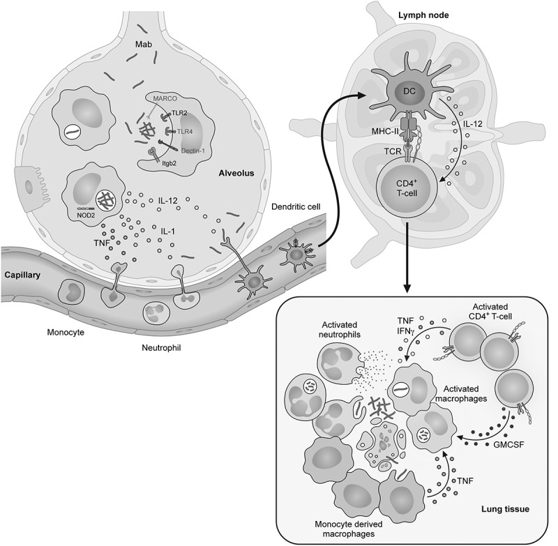 Pathogenicity and virulence of <i>Mycobacterium abscessus</i>.