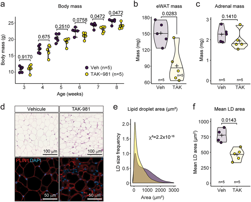 Pharmacological inhibition of SUMOylation with TAK-981 mimics genetic HypoSUMOylation in murine perigonadal white adipose tissue.