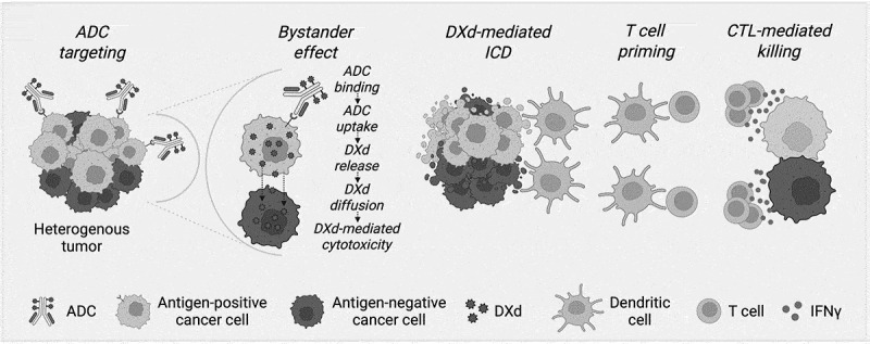 Immunogenic cell death and bystander killing: expanding the therapeutic potential of modern antibody-drug conjugates.