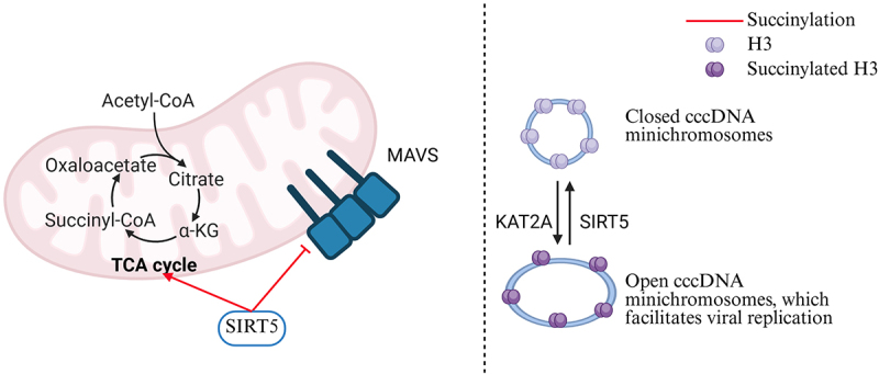 The function and mechanism of protein acylation in the regulation of viral infection.