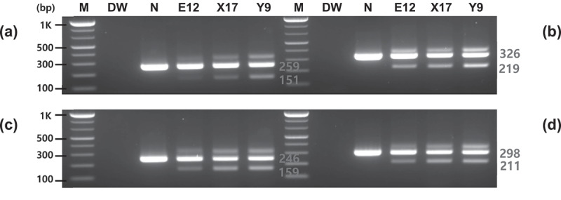 Specific detection of genetically modified potatoes containing <i>asparagine synthetase-1</i> and <i>polyphenol oxidase 5</i> genes derived from potato.