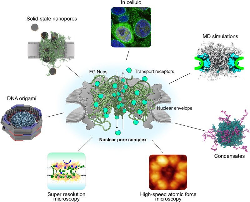Elucidating the nanoscopic organization and dynamics of the nuclear pore complex.