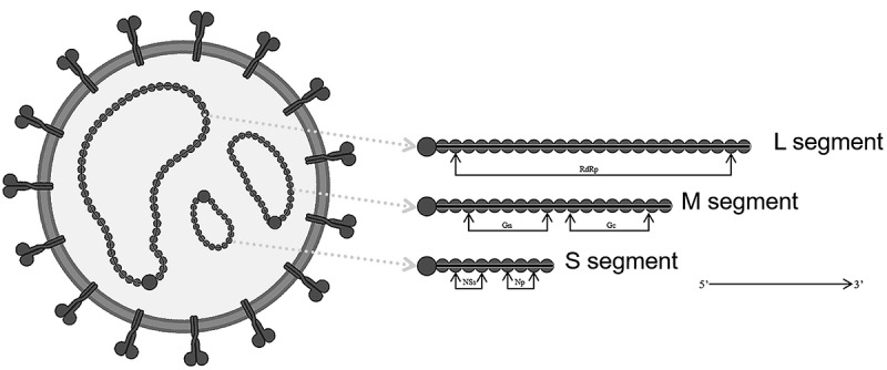 <i>Bandavirus dabieense</i>: A review of epidemiology, clinical characteristics, pathophysiology, treatment and prevention.