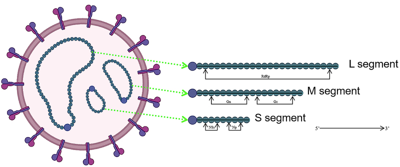 <i>Bandavirus dabieense</i>: A review of epidemiology, clinical characteristics, pathophysiology, treatment and prevention.
