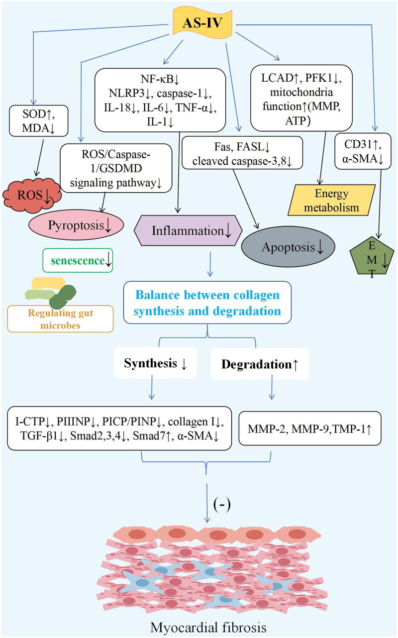 Anti-fibrosis effect of astragaloside IV in animal models of cardiovascular diseases and its mechanisms: a systematic review.