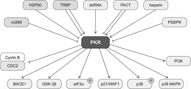 Deciphering the multifaceted role of double-stranded RNA sensor protein kinase R: pathophysiological function beyond the antiviral response.