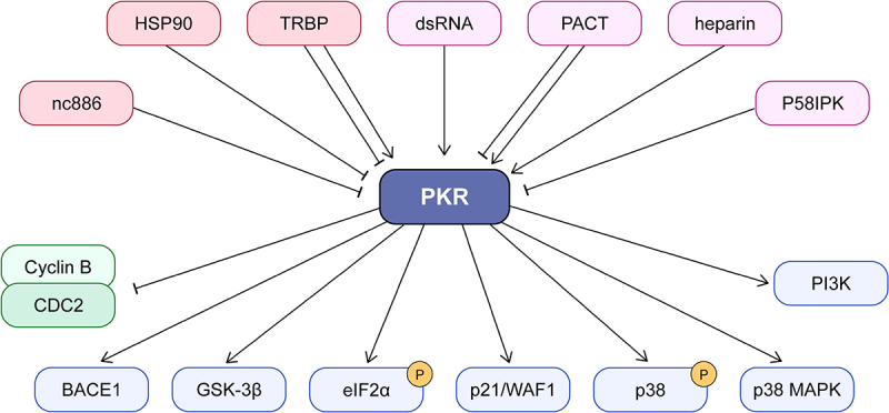 Deciphering the multifaceted role of double-stranded RNA sensor protein kinase R: pathophysiological function beyond the antiviral response.