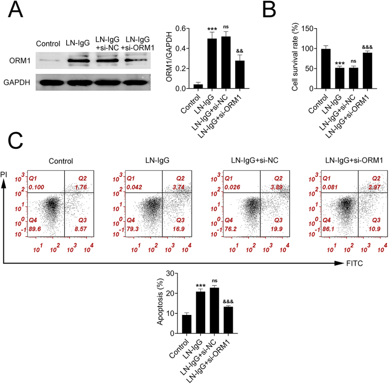 ORM1 Mediates Ln-IgG-Induced Podocyte Damage and Autophagy via the AMPK/mTOR Signaling.